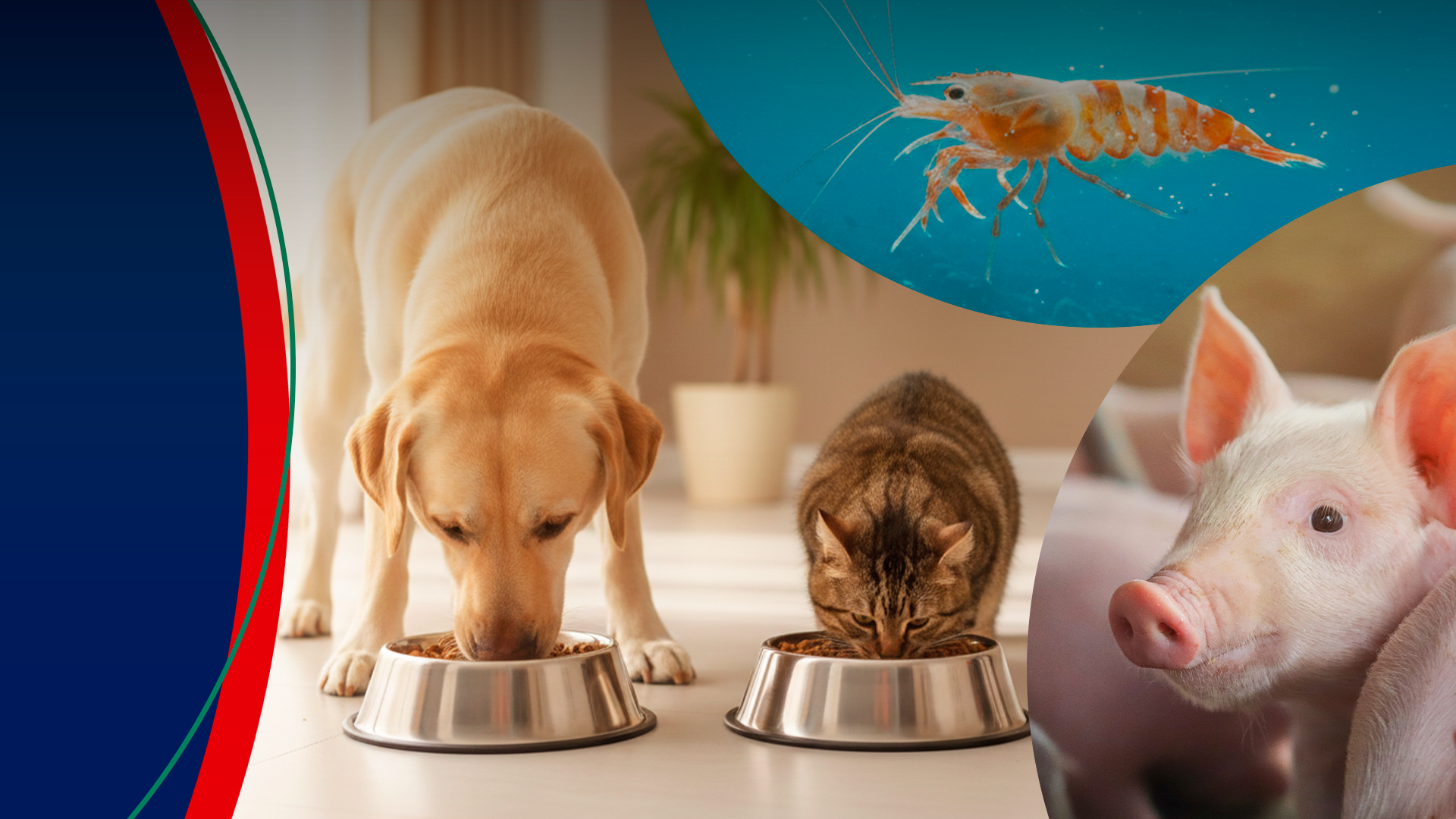Nutrición animal: ¿Cuáles son las tendencias del sector para 2026?